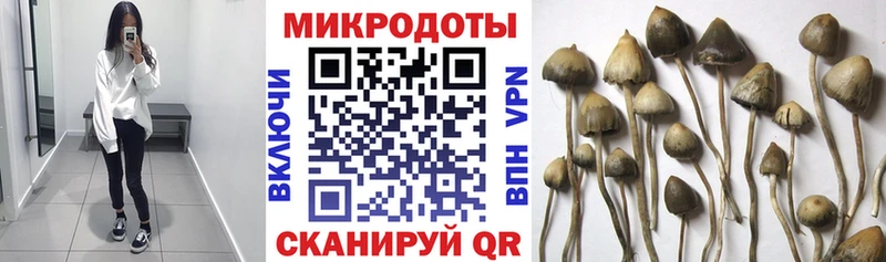 Псилоцибиновые грибы Psilocybe  Нерехта 